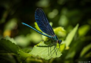 Foto Macro Closeup 01