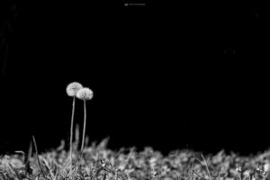 Foto Macro Closeup 02