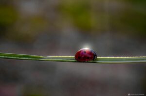 Foto Macro Closeup 03