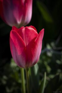 Foto Macro Closeup 04