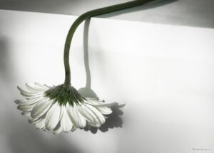 Foto Macro Closeup 05