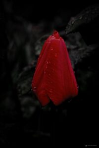 Foto Macro Closeup 06