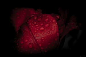 Foto Macro Closeup 07