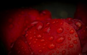 Foto Macro Closeup 08