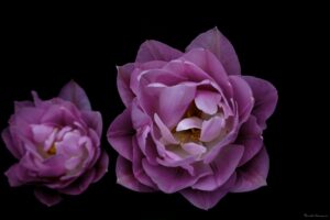 Foto Macro Closeup 10