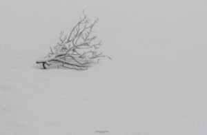 Foto Macro Closeup 11