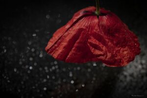 Foto Macro Closeup 12