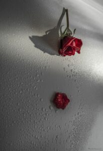 Foto Macro Closeup 13