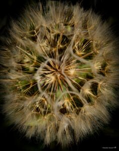 Foto Macro Closeup 14