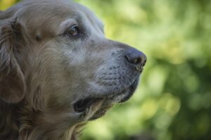 Vaccari Foto Ritratto 04