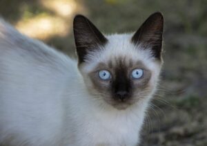 Vaccari Foto Ritratto 13